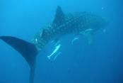images/Photos-Activites/nosybe-requin-baleine.jpg