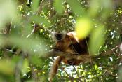 images/Photos-Excursions/lemuriens-reserve-lokobe.jpg